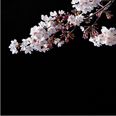 In Bloom - Spring Images